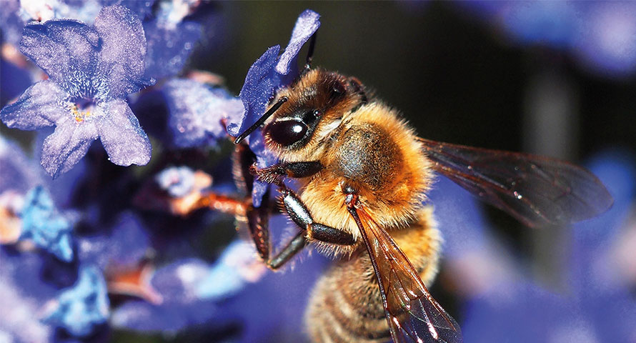 органско пчеларење