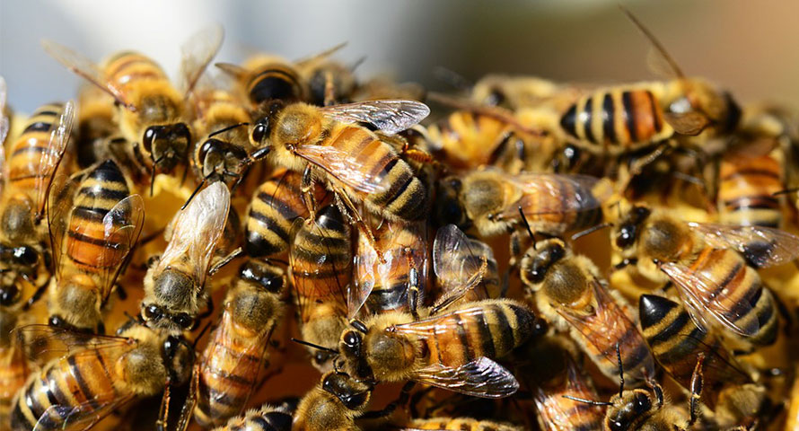 пчелите работнички