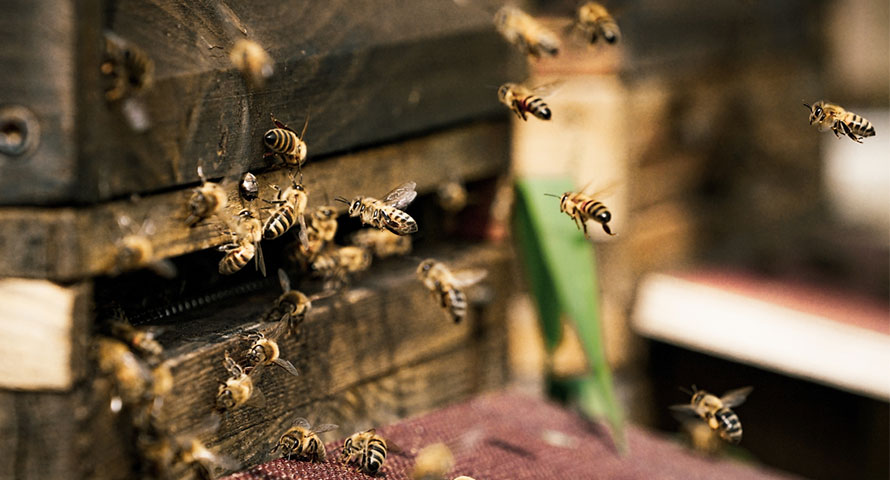 Технологија на пчеларење